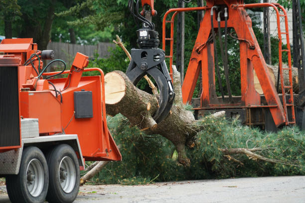 Best Tree Health Inspection  in Broad Creek, NC